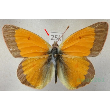 Colias viluiensis Menetries, 1859 male Russia25k
